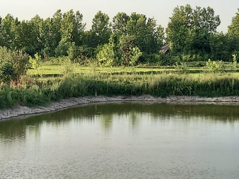 فروش زمین استخر ماهی 6000 متری در لاهیجان1