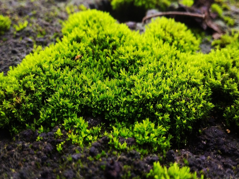 فروش پیت ماس 4 لیتری صنایع کود مارال0