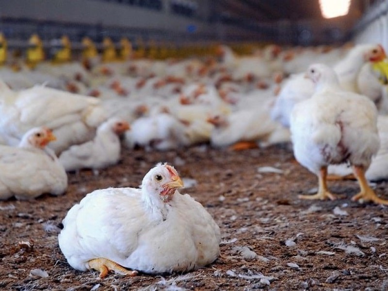 فروش مرغداری در رودسر0