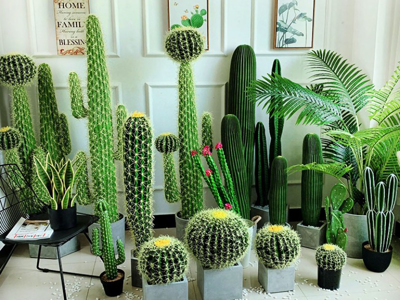 فروش کود 25 گرمی مخصوص کاکتوس صنایع کود مارال 0