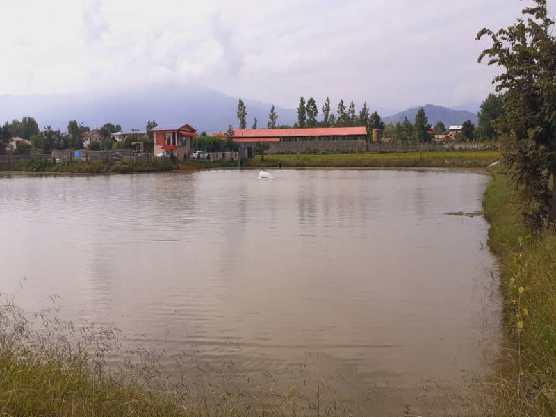 فروش استخر ماهی در سیاهکل2