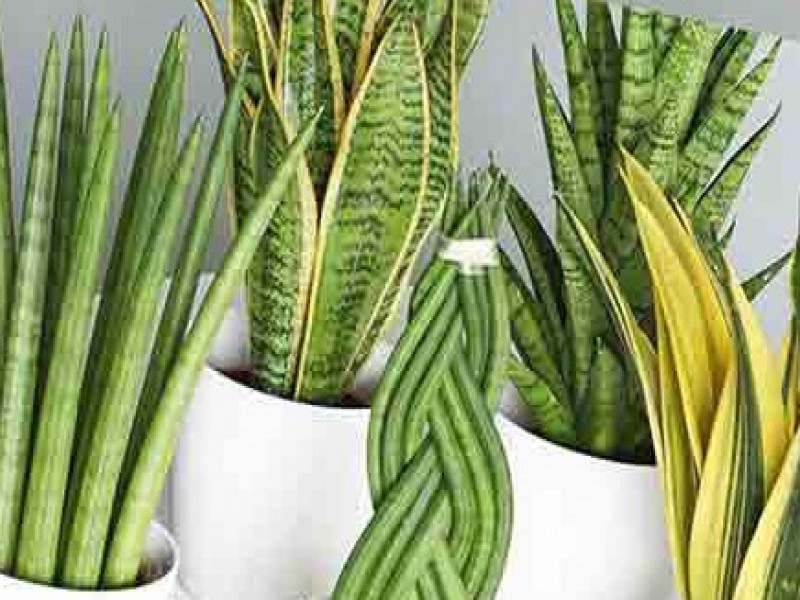 فروش کود 25 گرمی مخصوص سانسوریا صنایع کود مارال0