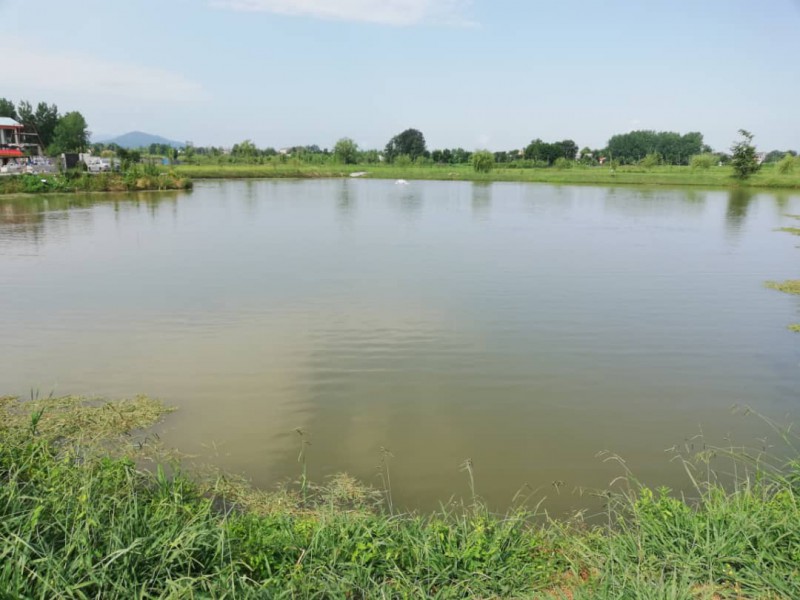 فروش استخر ماهی در سیاهکل1