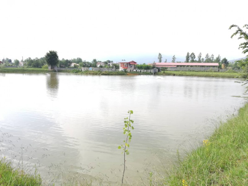 فروش استخر ماهی در سیاهکل0