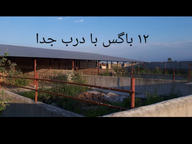فروش دامداری در نور0