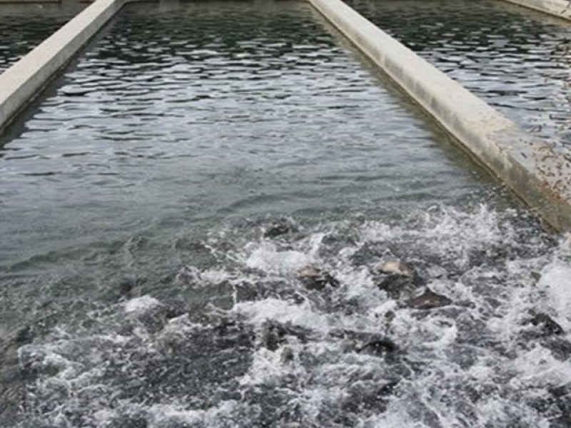 فروش استخر ماهی در نور0