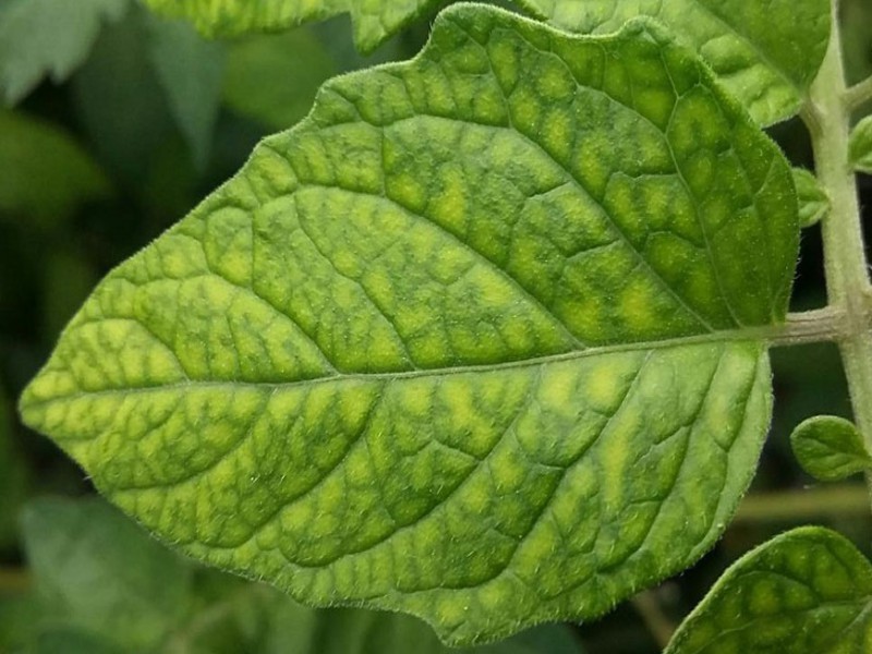 فروش کود افزایش سبزینگی گیاهان صنایع کود مارال0