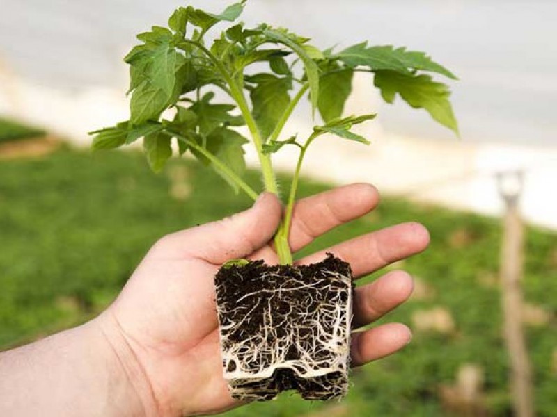 کود ریشه زایی گیاهان صنایع کود مارال0