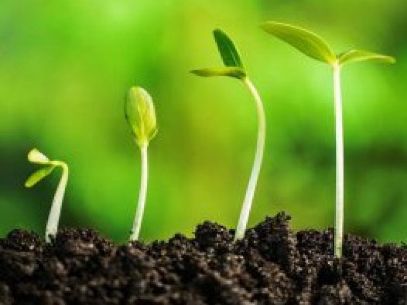 فروش آنزیم گیاهی پتاسیم صنایع کود مارال0