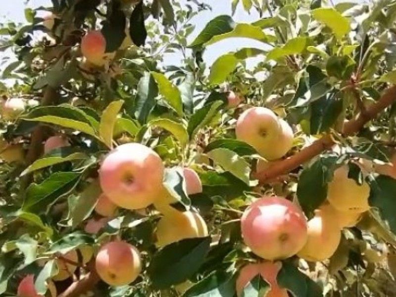 فروش کود فولویک اسید 20 گرمی صنایع کود مارال 0