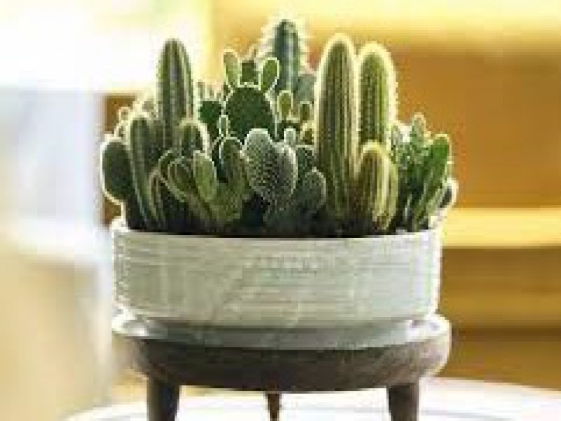 فروش قطره مغذی کاکتوس صنایع کود مارال0