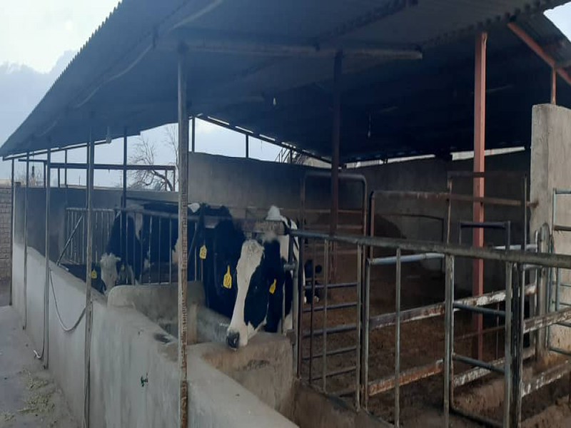 فروش دامداری 12 هزار متری در قزوین2