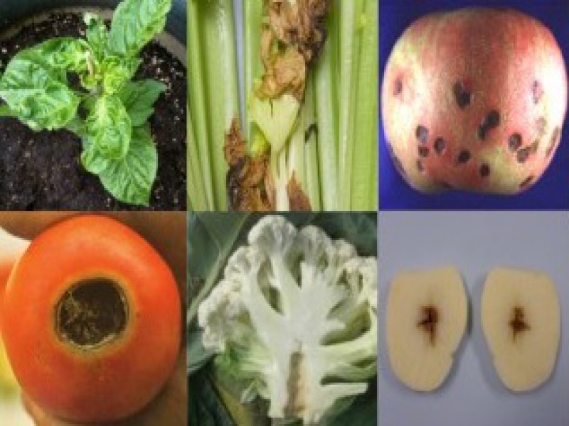 فروش کود نیترات کلسیم صنایع کود مارال0