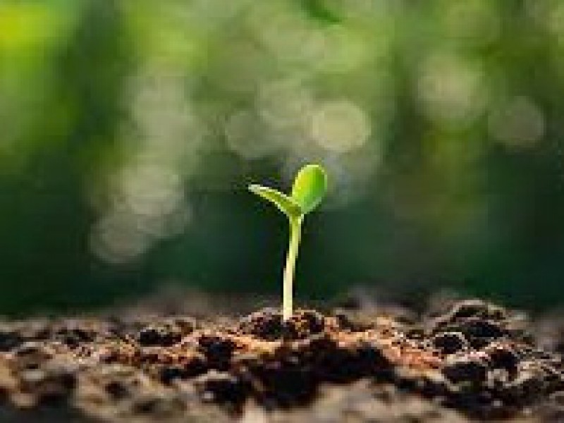 فروش کود 10-52-10 صنایع کود مارال0