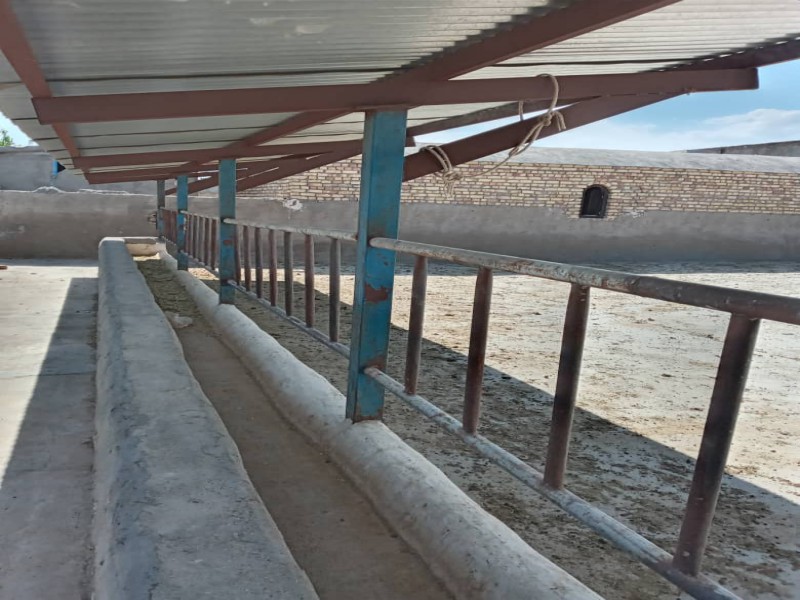 فروش دامداری 800 راسی در سرخه سمنان1