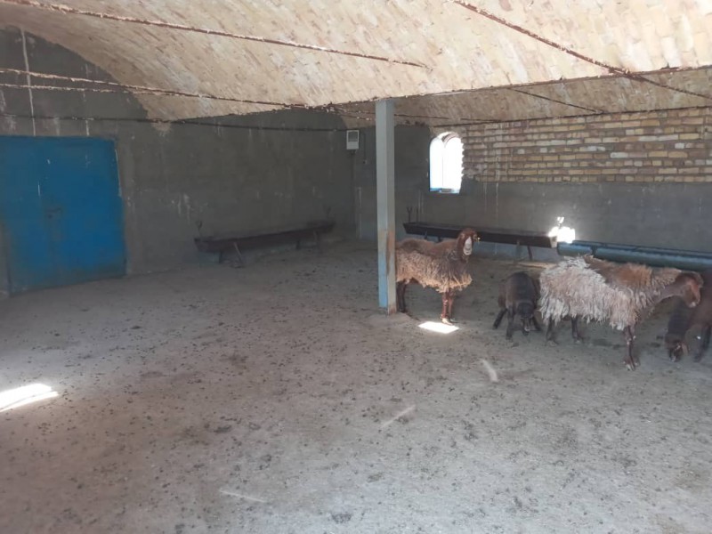 فروش دامداری 800 راسی در سرخه سمنان7