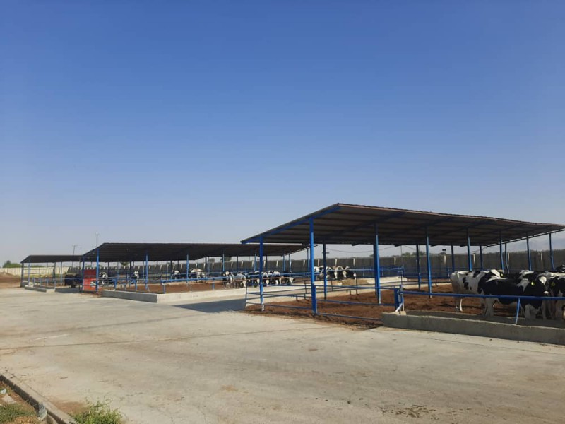 فروش گاوداری فعال در نظرآباد3