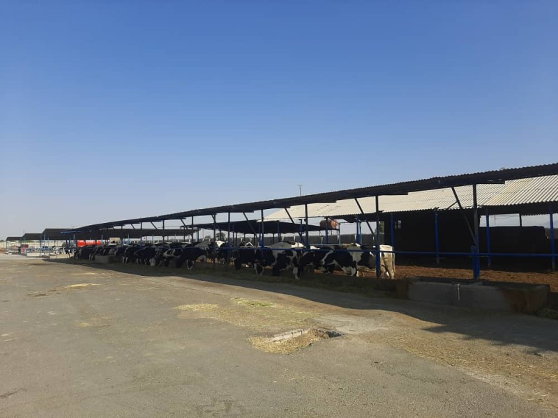 فروش گاوداری فعال در نظرآباد6