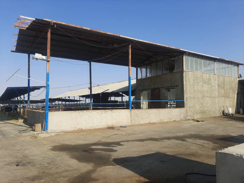 فروش گاوداری فعال در نظرآباد5