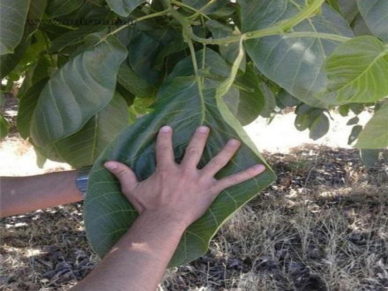 کود تزریقی مناسب تنه درخت1