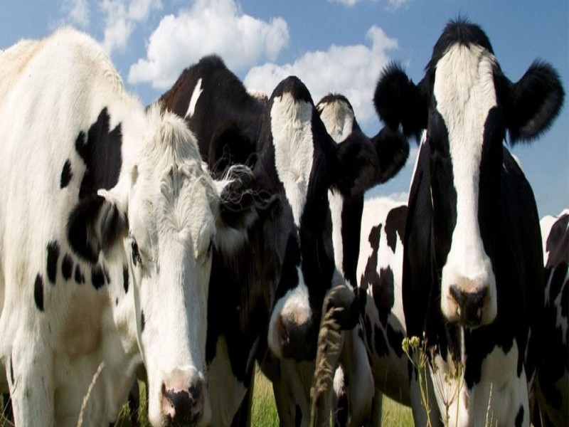 فروش گاوداری 8500 متری در نظرآباد0