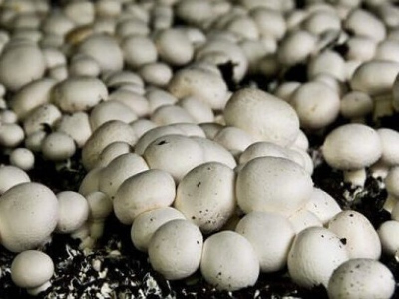 فروش عمده کمپوست پرورش قارچ0