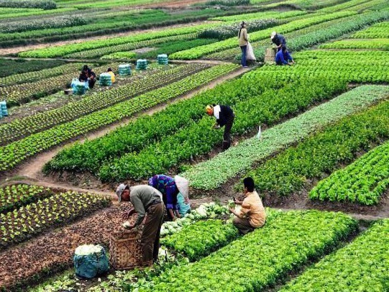 قیمت خاک سبزی کاری 4 لیتری0