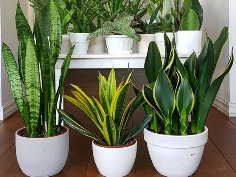 قیمت خاک سانسوریا 4 لیتری0