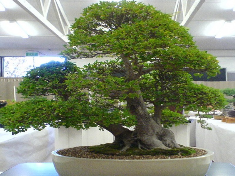 قیمت فروش خاک بن سای 4 لیتری0