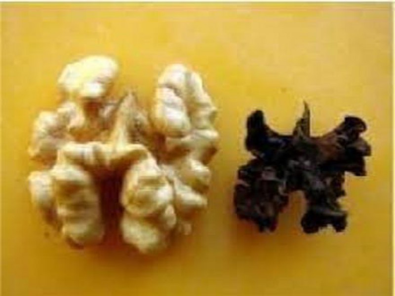 ارائه خدمات نسخه نویسی گیاهان0