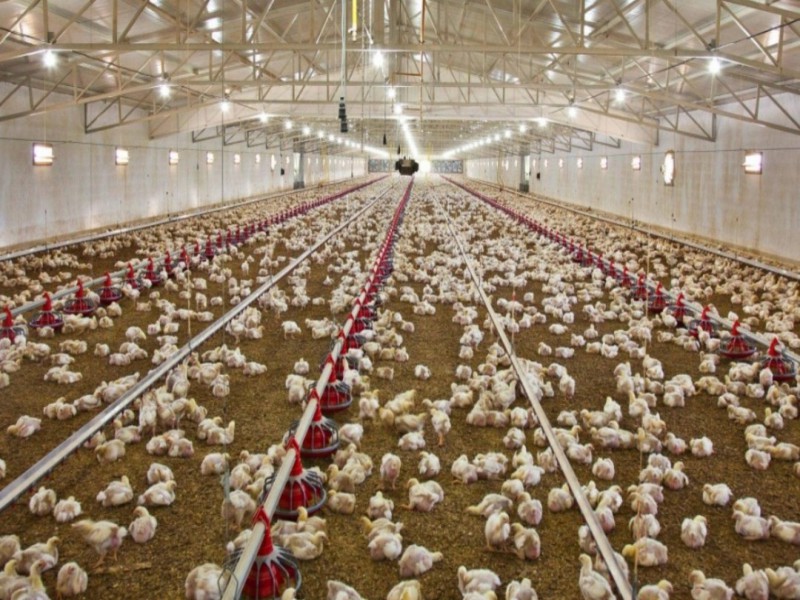 فروش مرغداری گوشتی در اصفهان0