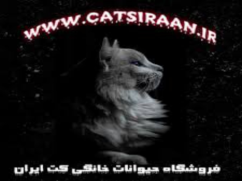 نژادهای معروف گربه های خانگی0