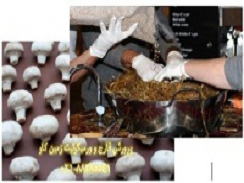 فروش ورمیکولیت - پرورش قارچ و ورمیکولیت Vermiculite0