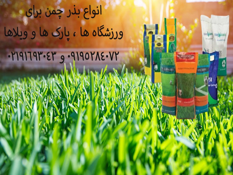 بذر چمن برای باغچه - بذر چمن 10 کیلویی 091952840720