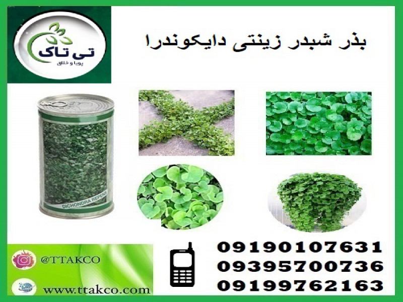 بذر چمن دایکوندرا  - 091974434530