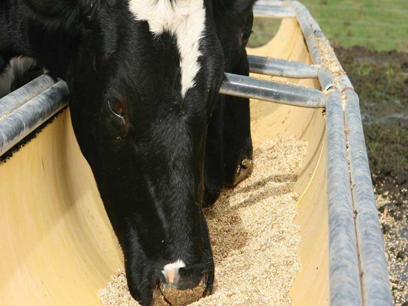 روکش کردن اوره دستمزدی0