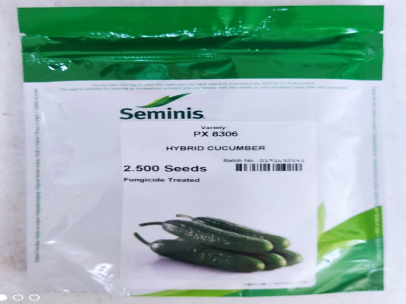 بذر خیار px 8306 سمینیس - 091952840720
