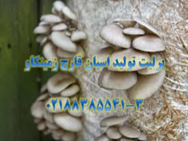 پرلیت-تولیدقارچ اسپان0