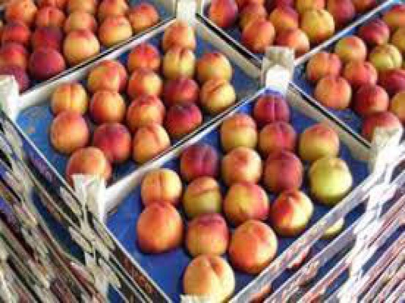 فروش شانه میوه بسته بندی | شانه  پلاستیکی میوه 091909934660