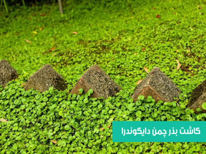 قیمت کیلویی شبدر زینتی دایکوندرا | بذر چمن سرسبز 091909934660