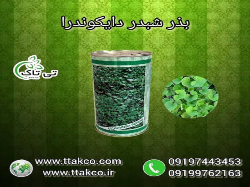 بذر چمن دایکوندرا ، بذر شبدر دایکوندرا  091997621630
