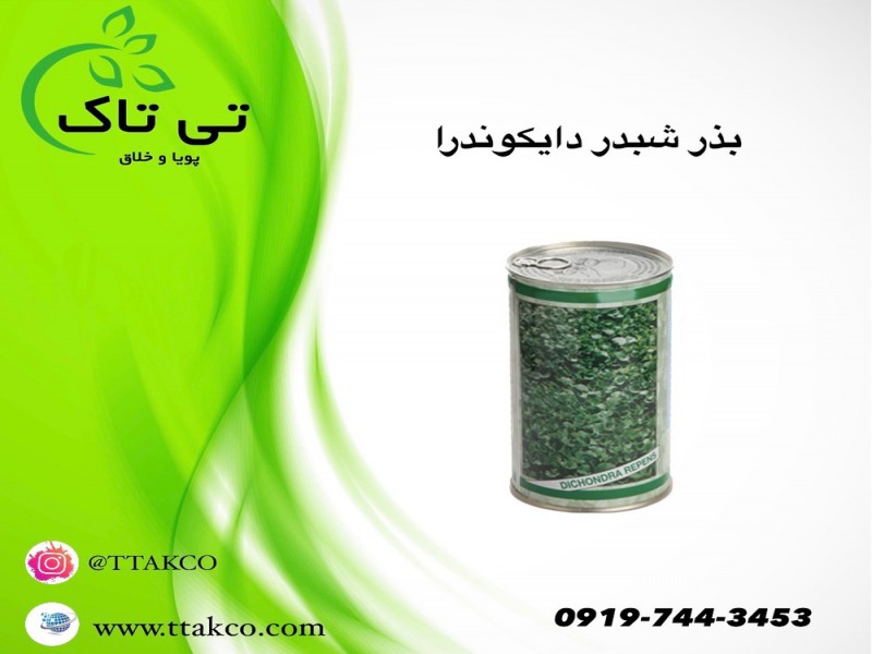 بذر شبدر دایکوندرا با کیفیت بالا 091974434530