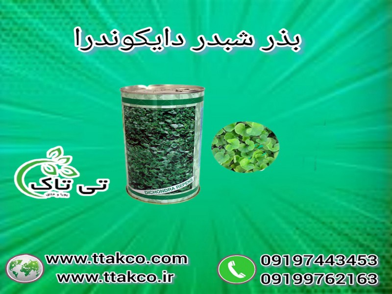 بذر شبدر زینتی دایکوندرا ، بذر چمن دایکوندرا0