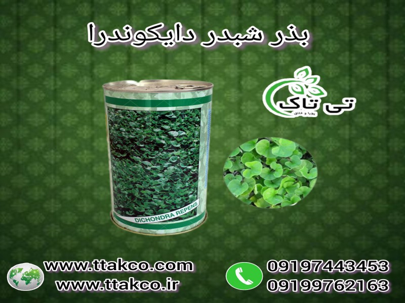 قیمت و خرید بذر شبدر زینتی دایکوندرا  |  بذر چمن دایکوندرا0