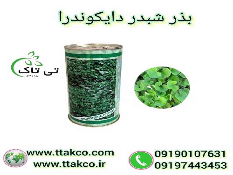 شبدر دایکوندرا،چمن دایکوندرا، فروش بذر چمن زینتی0