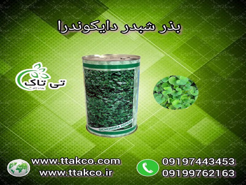 بذر چمن دایکوندرا یک کیلویی ایتالیایی0