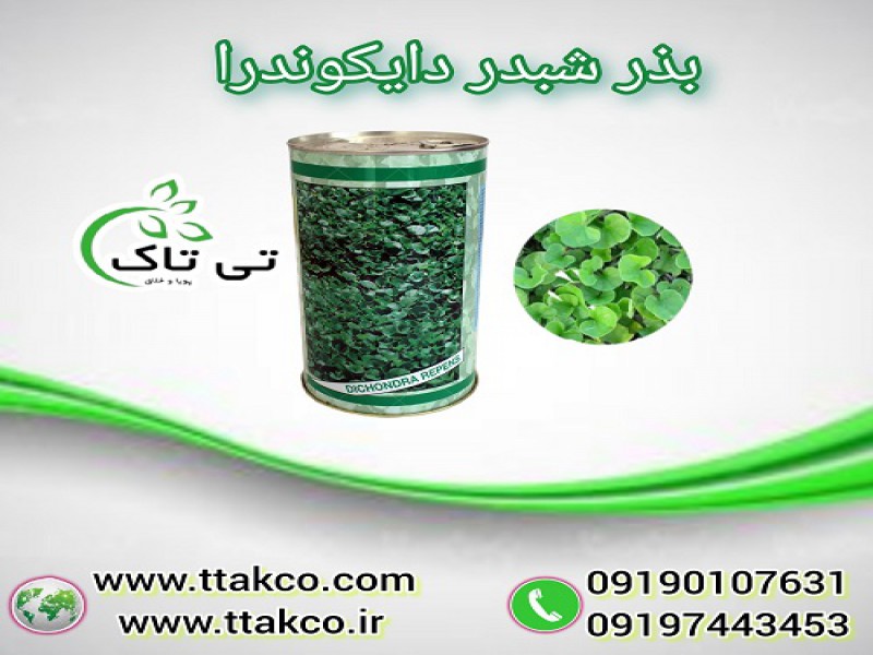 فروش بذر چمن شبدری ( دایکوندرا ) 091974434530