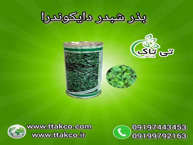 بذر چمن | بذر دایکوندرا | بذر شبدر | بذر زینتی0