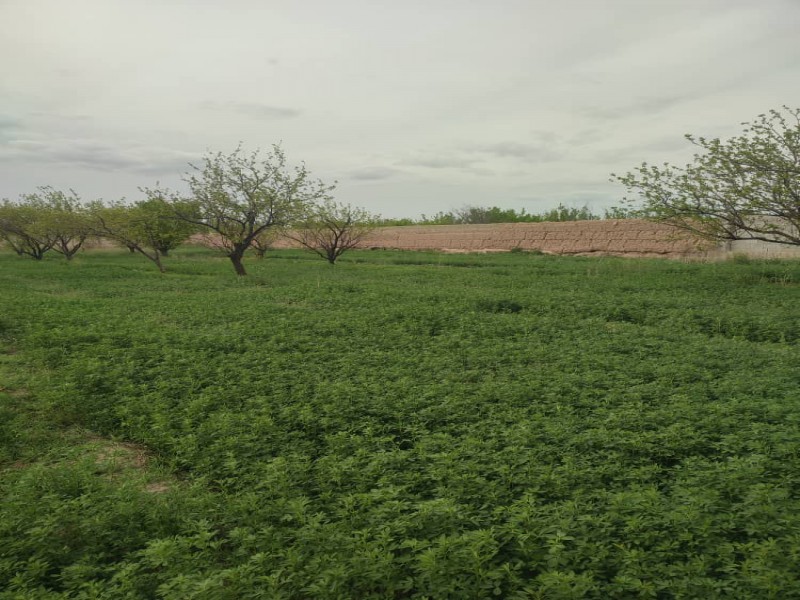 فروش گاوداری تبریز خسروشاه0