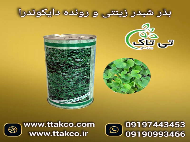 فروش بذر شبدر زینتی رونده تزئینی جهت زیبا سازی محوطه حیاط و باغ 091974434530
